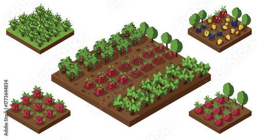 Isometric berry farm garden with various fruit plants and trees