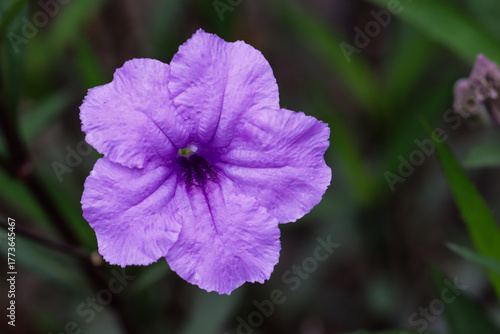 Close-Up of Purple Ruellia Flower or Bunga Kencana Ungu in Full Bloom
