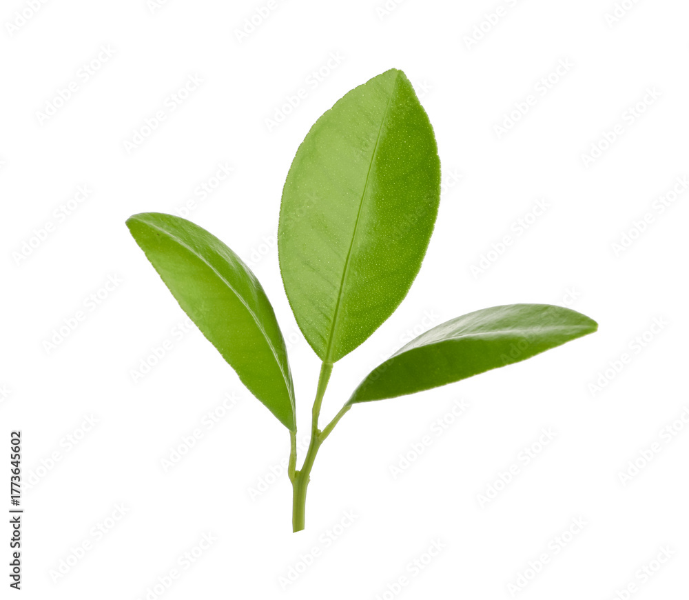 Fototapeta premium Twig of lemon tree with green leaves isolated on white