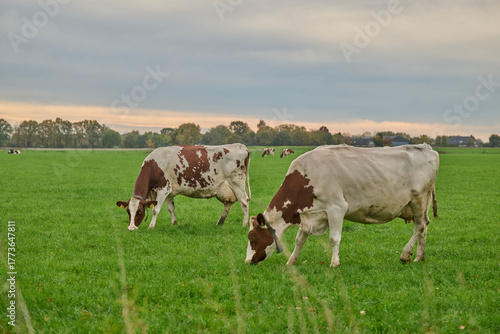 holstein friesian cows grazing in a dutch polder