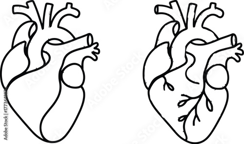 Anatomical heart drawing vector medical illustration design art