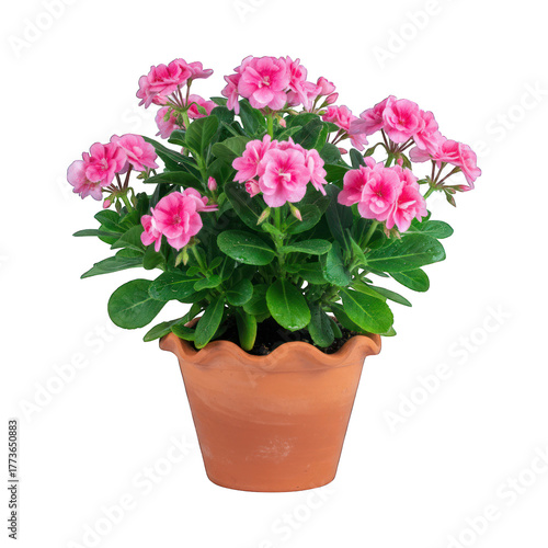 Wallpaper Mural Blooming potted pink flowers on a black background Torontodigital.ca