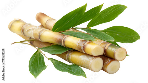 Fresh sugarcane stalks with green leaves isolated on transparent background.