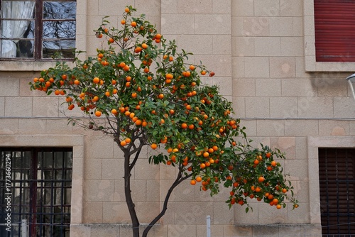 Fototapeta Naklejka Na Ścianę i Meble -  Fresh Mandarin Oranges growing on a tree in the street in Rhodes, Greece. 