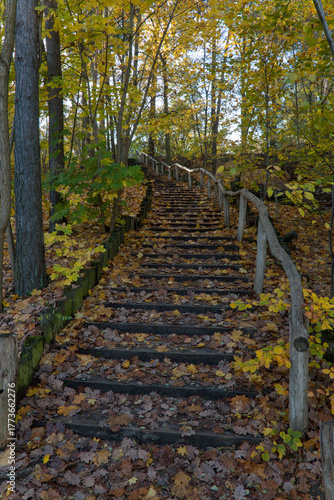 Winding down the forest trail