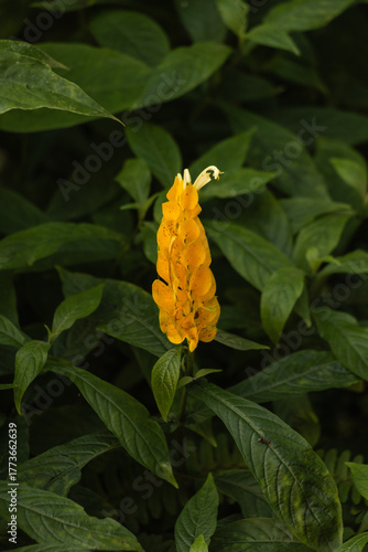 Pachystachys lutea