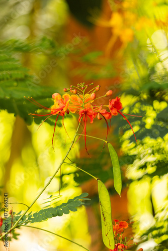 Caesalpinia pulcherrima (Peacock flower)