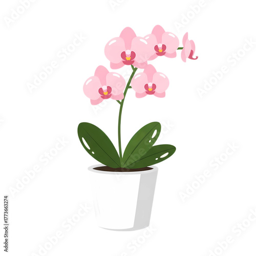 pink orchid in a pot