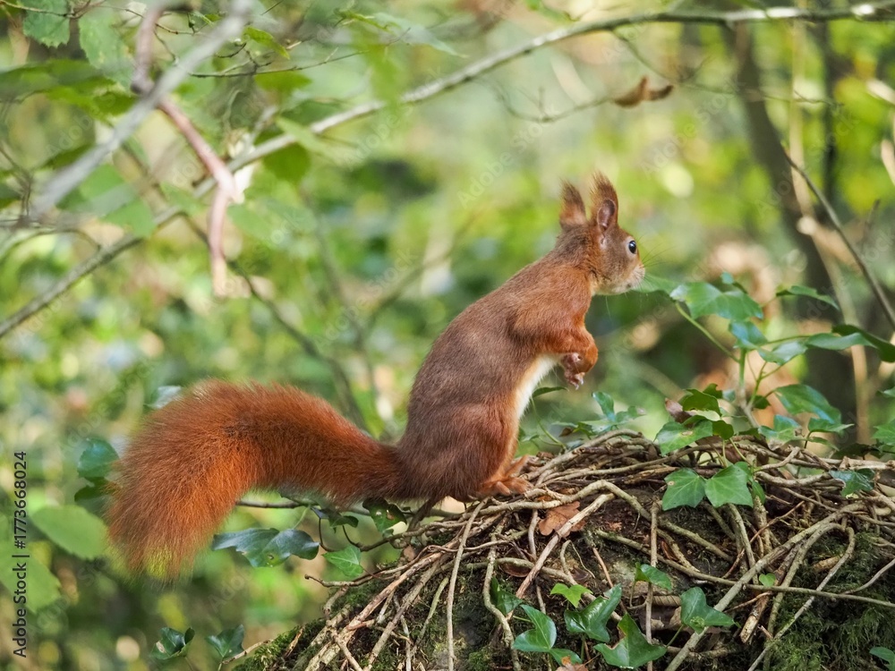 Naklejka premium a red squirrel in autumn on Anglesey