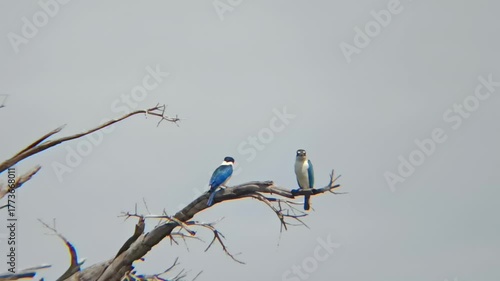 Two kingfishers sharing the silence