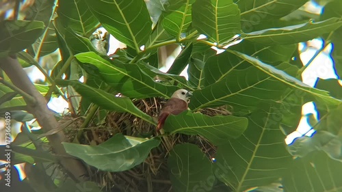 Little sparrow singing with joy