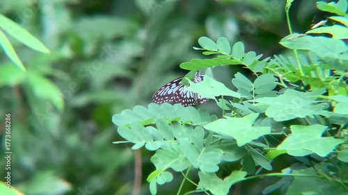 Graceful wings in the sunlight
