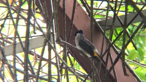 Morning song of the bulbul