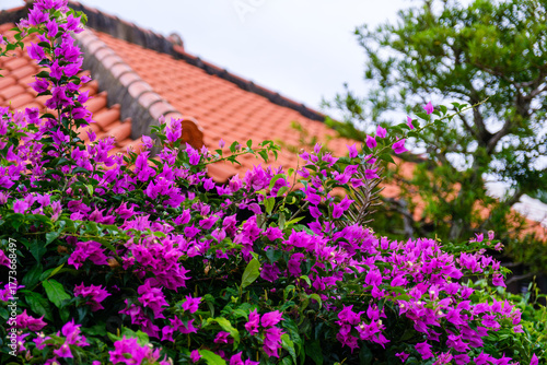 竹富島で見つけた南国の豊かな大自然と文化を感じる風景