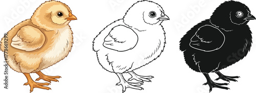 Illustrations of a chick in color line art and silhouette