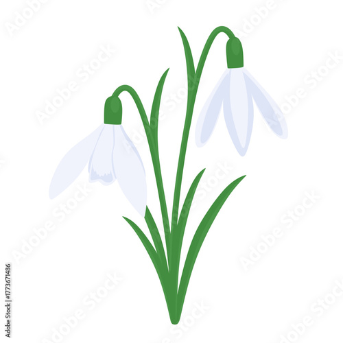 Snowdrop bud in cartoon style. White snowdrop flower with open buds and green leaves. Beautiful floral illustration isolated on white background. Colored flat vector illustration