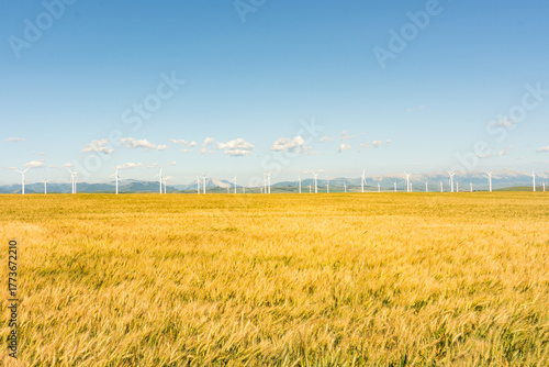 Fototapeta Naklejka Na Ścianę i Meble -  Golden wheat field under a blue sky with wind turbines in the distance.