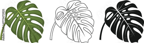 Three monstera deliciosa leaf illustrations in color line and silhouette