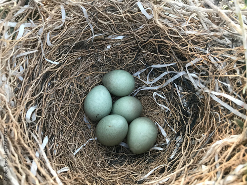 A bird's nest containing eggs