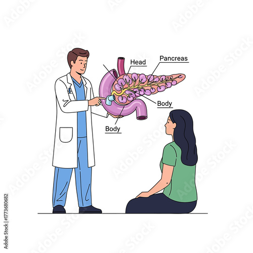 Doctor explaining the anatomy of the pancreas to a patient, illustrating its different parts like head and body