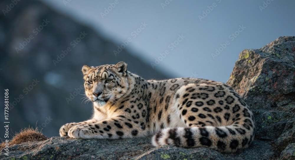 Fototapeta premium Snow leopard rests on a rocky outcrop with a hazy mountain backdrop