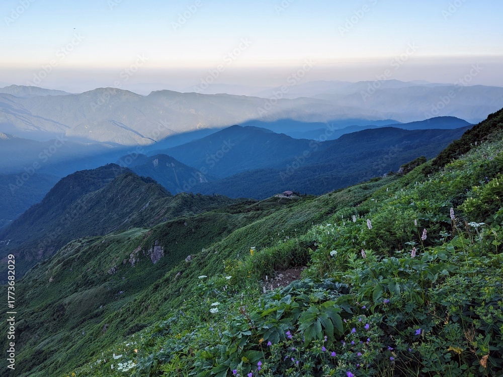 Fototapeta premium flower field on Kankoshindo Route at Mt. Hakusan in Hakusan City, Ishikawa prefecture, Japan, on a July morning.