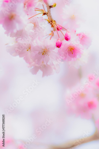 Dreamy Close-Up of Cherry Blossoms in Soft Spring Light