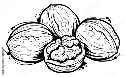 Vector walnuts whole and cracked — detailed nut kernels vintage snack illustration