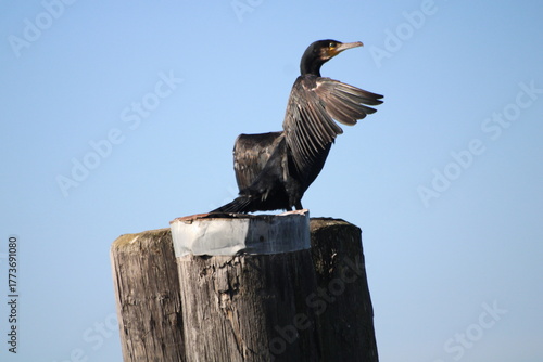 Cormorant drying its wings