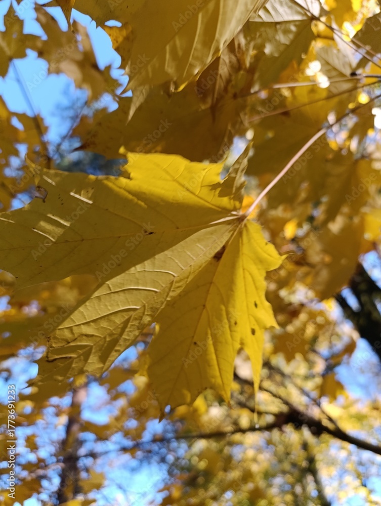 Obraz premium yellow maple leaves