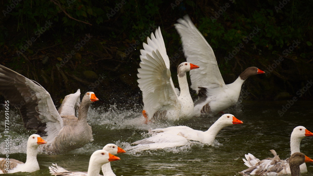 Obraz premium group of excited domestic geese in water 708 