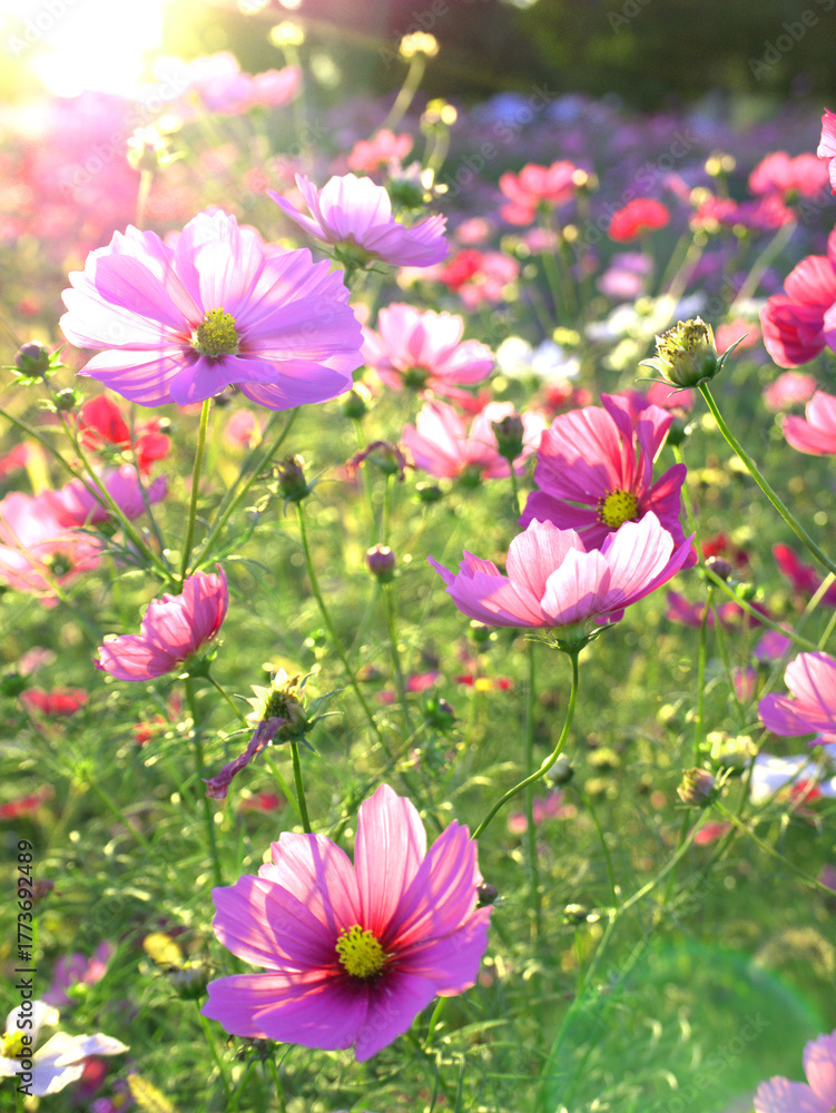 Fototapeta premium 京都府木津川市に残る恭仁宮跡近くの畑で夕日に照らされるピンクのコスモスの花をアップで捉えた写真
