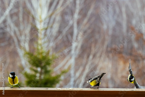 Bild auf Leinwand bird Titmouse yellow belly is pecking at crumbs on a wooden surface, surrounded