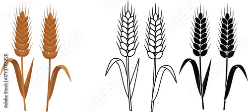 Wheat ears vector illustration agriculture harvest crop design