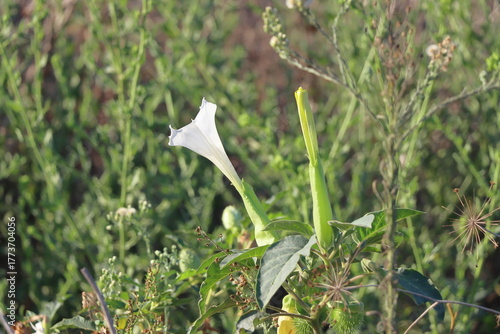 Morning glory flower in nature garden. (Scientific name: Datura stramonium)