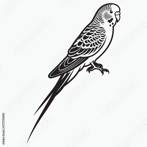 Budgerigar bird silhouette vector illustration on white background