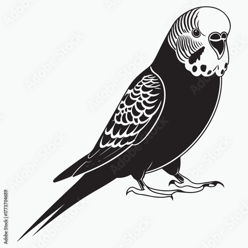 Budgerigar bird silhouette vector illustration on white background