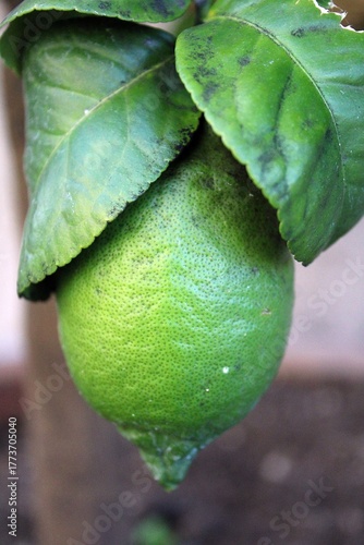 Unripe lemon in Malcesine, Italy