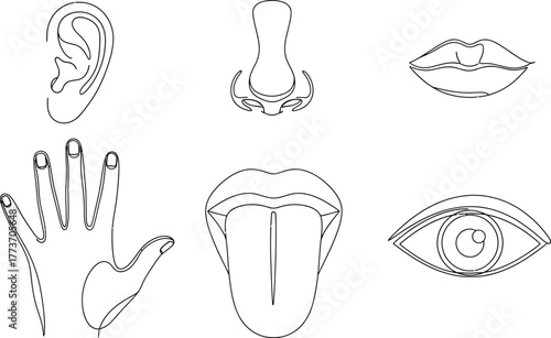 Illustration of the five senses represented by line drawings on white