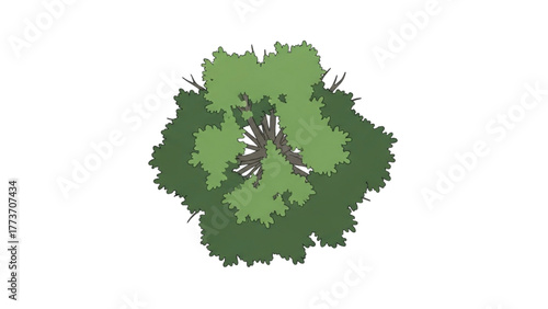 Top-down view of a lush green deciduous tree with dense foliage and visible branches