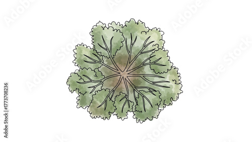 Detailed top-down illustration of a leafy green tree, perfect for architectural site plans and landscape design visuals