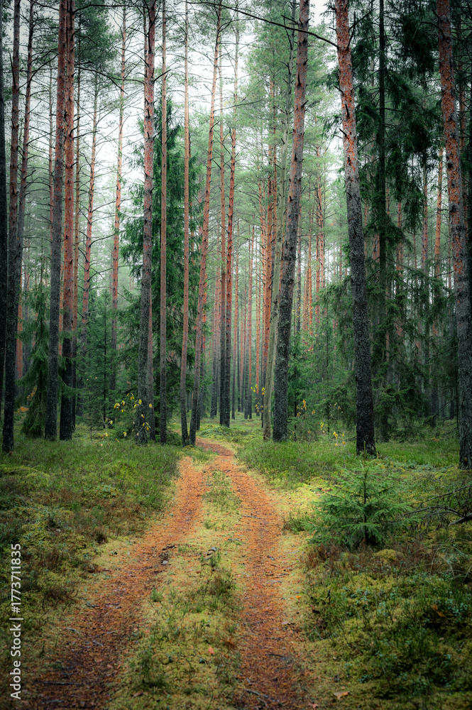 Fototapeta premium Old European forest with a scenic path leading through a lush pine trees in Latvia. Deep green colors and dreamy landscape.