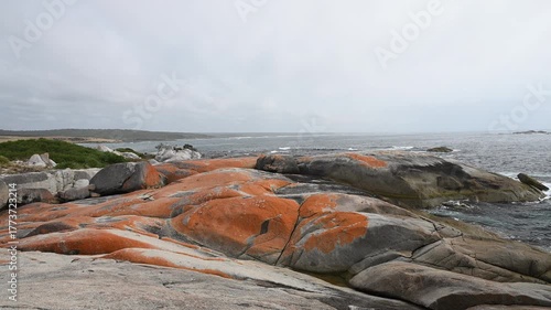 spectacular bay of fires with vibrant and bright orange lichen covering the rocks, a popular travel destination in Tasmania, Australia.