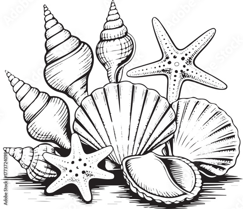 sea shells and starfish vector illustration