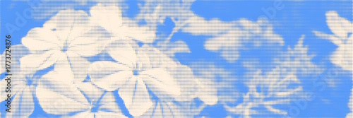 Soft blue cyanotype botanical print. Overlay texture bg with phlox or plumbago flower silhouettes. Vector delicate art for template, graphic design projects, artworks.