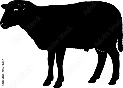 Black silhouette of a sheep standing on a white background farm animal, sheep, silhouette, animal, livestock, farm animal, black, white, isolated, graphic, vector, illustration, mammal, domestic