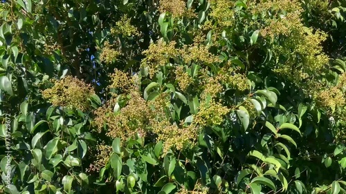 Detail of Ligustrum lucidum with its fruits and moved by the wind