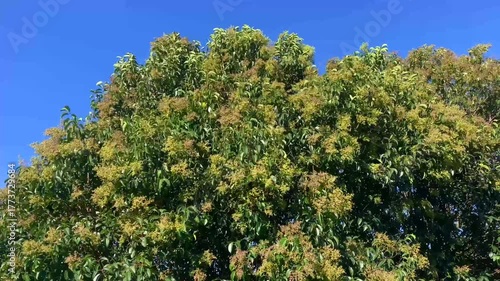 Ligustrum lucidum with its fruits and moved by the wind