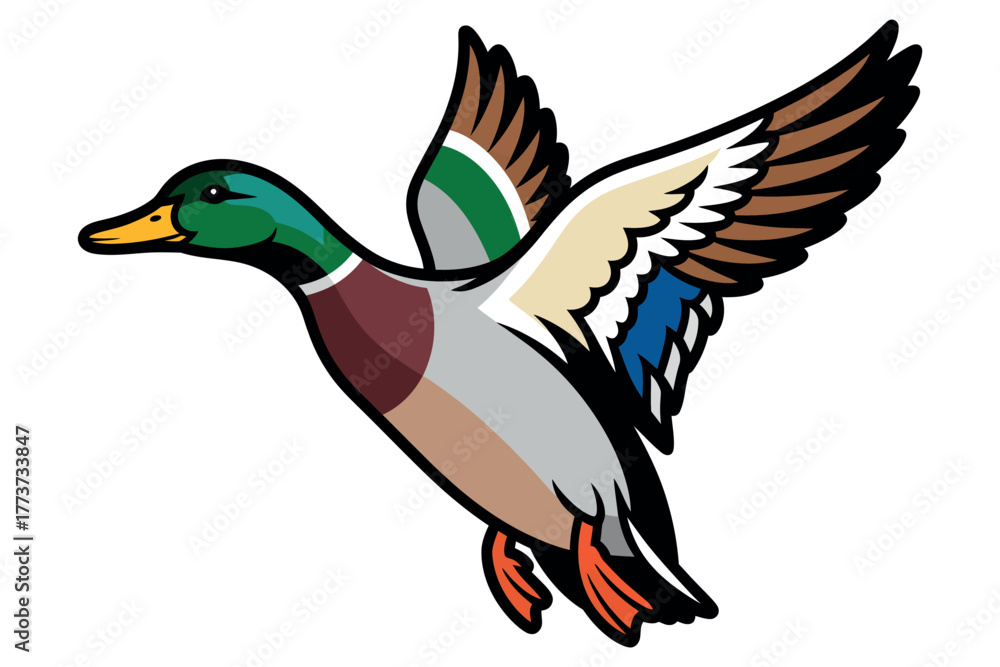 Obraz premium A mallard duck is captured in mid-flight with its wings outstretched.