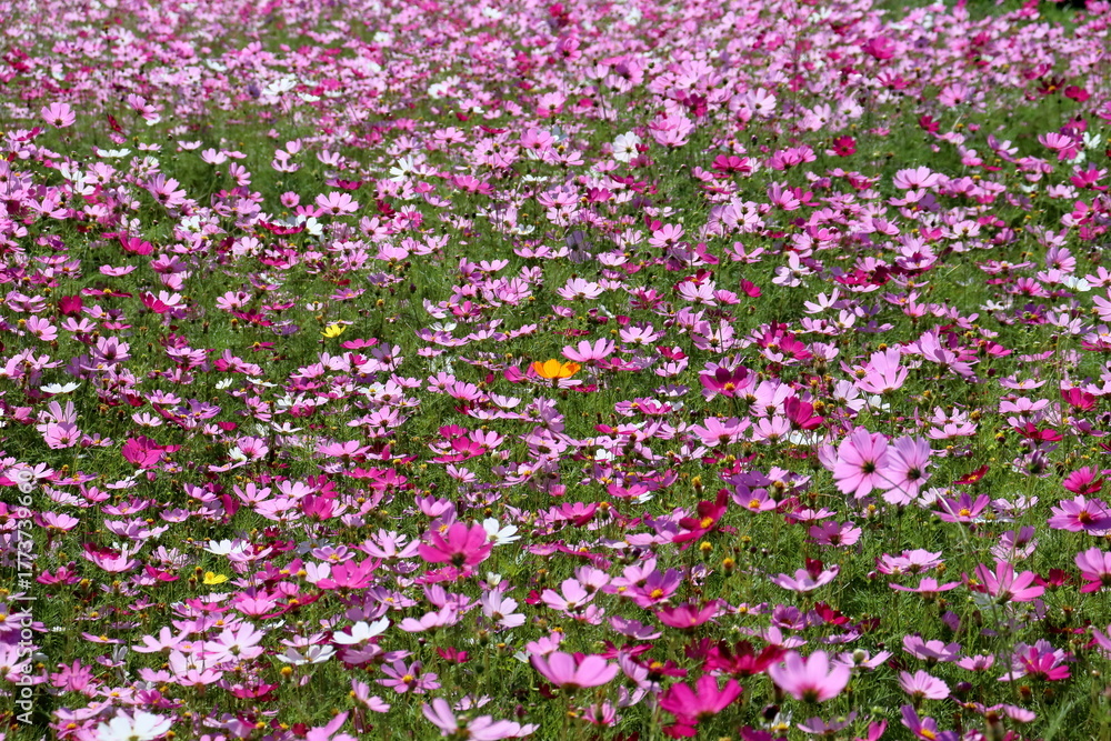 Φωτογραφία 秋桜爛漫　（高知県　奈半利町）